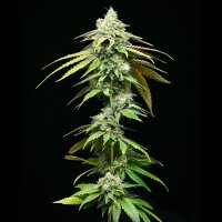 Cookies - Motor City - Motorbreath #15 X Runtz (Feminisiert) 3x Cannabis Samen