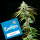 Cookies - Motor City - Motorbreath #15 X Runtz (Feminisiert) 3x Cannabis Samen