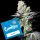 Cookies - Wet Wet - Runtz X Cheetah Piss (Feminisiert) 3x Cannabis Samen
