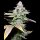Cookies - Wet Wet - Runtz X Cheetah Piss (Feminisiert) 3x Cannabis Samen