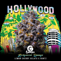 Cookies - Hollywood - Lemon Cherry Gelato X Runtz...