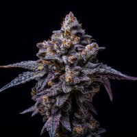 Cookies - Hollywood - Lemon Cherry Gelato X Runtz (Feminisiert)
