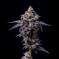 Cookies - Hollywood - Lemon Cherry Gelato X Runtz (Feminisiert)
