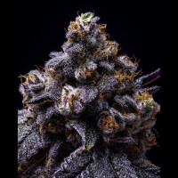 Cookies - Hollywood - Lemon Cherry Gelato X Runtz (Feminisiert)