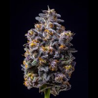 Cookies - Hollywood - Lemon Cherry Gelato X Runtz (Feminisiert)