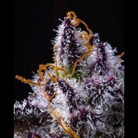 Cookies - Hollywood - Lemon Cherry Gelato X Runtz (Feminisiert)