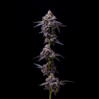 Cookies - Hollywood - Lemon Cherry Gelato X Runtz (Feminisiert)