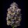 Cookies - Hollywood - Lemon Cherry Gelato X Runtz (Feminisiert)