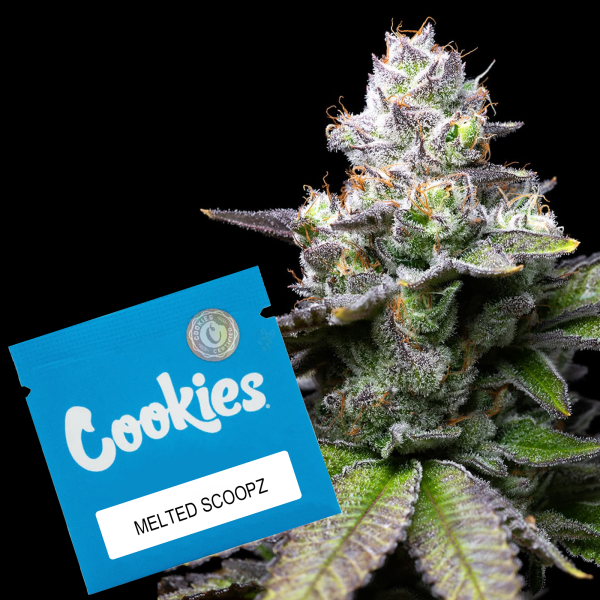 Cookies - Melted Scoopz - Sunset Sherbet X Runtz