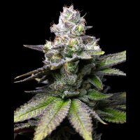 Cookies - Melted Scoopz - Sunset Sherbet X Runtz