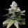 Cookies - Melted Scoopz - Sunset Sherbet X Runtz