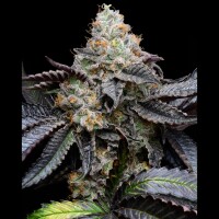 Cookies - Blueberry Bubble Gum - London Pound Cake #75 X Runtz (Feminisiert) 3x Cannabis Samen