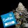 Cookies - Blueberry Bubble Gum - London Pound Cake #75 X Runtz (Feminisiert) 3x Cannabis Samen