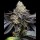 Cookies - Blueberry Bubble Gum - London Pound Cake #75 X Runtz (Feminisiert) 3x Cannabis Samen