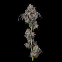 Cookies - Blueberry Cherries - Oregon ’85 Blueberry X (Cherry Pie x Planet Purple) (Feminisiert) 3x Cannabis Samen