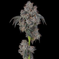 Cookies - Blueberry Cherries - Oregon ’85 Blueberry X (Cherry Pie x Planet Purple) (Feminisiert) 3x Cannabis Samen