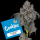 Cookies - Blueberry Cherries - Oregon ’85 Blueberry X (Cherry Pie x Planet Purple) (Feminisiert) 3x Cannabis Samen