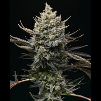 Cookies - Corn Syrup - London Pound Cake #75 X Sunset Sherbet (Feminisiert) 3x Cannabis Samen