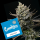 Cookies - Corn Syrup - London Pound Cake #75 X Sunset Sherbet (Feminisiert) 3x Cannabis Samen