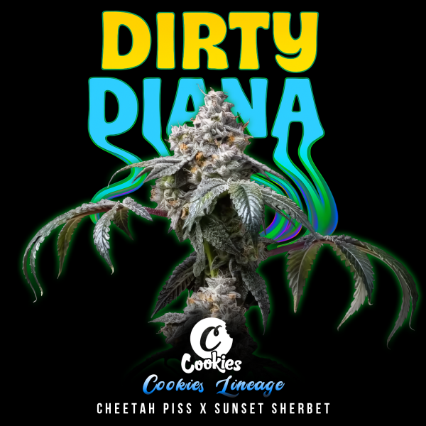 Cookies - Dirty Diana - Cheetah Piss X Sunset Sherbet (Feminisiert) 3x Cannabis Samen