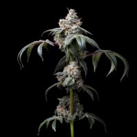 Cookies - Dirty Diana - Cheetah Piss X Sunset Sherbet (Feminisiert) 3x Cannabis Samen