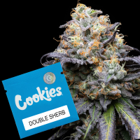 Cookies - Double Sherb - Sunset Sherbet X Sunset Sherbet...