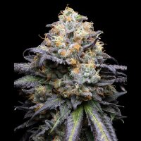 Cookies - Double Sherb - Sunset Sherbet X Sunset Sherbet...