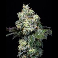 Cookies - Elephant Trunk - Gary Payton X Sunset Sherbet (Feminisiert)