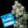 Cookies - Elephant Trunk - Gary Payton X Sunset Sherbet (Feminisiert)
