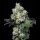 Cookies - Elephant Trunk - Gary Payton X Sunset Sherbet (Feminisiert)