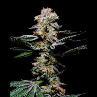 Cookies - Grapefruitz - Zkittlez X Sunset Sherbet (Feminisiert) 3x Cannabis Samen