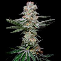 Cookies - Grapefruitz - Zkittlez X Sunset Sherbet (Feminisiert) 3x Cannabis Samen