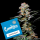 Cookies - Grapefruitz - Zkittlez X Sunset Sherbet (Feminisiert) 3x Cannabis Samen
