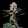 Cookies - Grapefruitz - Zkittlez X Sunset Sherbet (Feminisiert) 3x Cannabis Samen