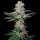 Cookies - Grapefruitz - Zkittlez X Sunset Sherbet (Feminisiert) 3x Cannabis Samen