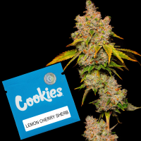 Cookies - Lemon Cherry Sherb - Lemon Cherry Gelato X...