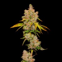 Cookies - Lemon Cherry Sherb - Lemon Cherry Gelato X Sunset Sherbet