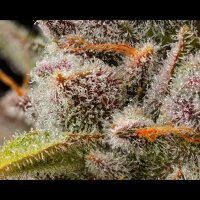 Cookies - Lemon Cherry Sherb - Lemon Cherry Gelato X Sunset Sherbet