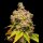 Cookies - Lemon Cherry Sherb - Lemon Cherry Gelato X Sunset Sherbet