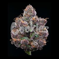 Cookies - Candy Candy - Runtz X Cherry Pie X Planet Purple (Feminisiert) 3x Cannabis Samen