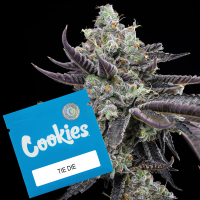 Cookies - Tie Die - Jealousy X Sunset Sherbet...