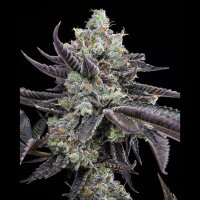 Cookies - Tie Die - Jealousy X Sunset Sherbet (Feminisiert) 3x Cannabis Samen