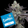 Cookies - Tie Die - Jealousy X Sunset Sherbet (Feminisiert) 3x Cannabis Samen