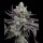 Cookies - Tie Die - Jealousy X Sunset Sherbet (Feminisiert) 3x Cannabis Samen