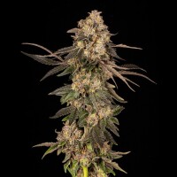 Cookies - Cherry Fritter - Apple Fritter X (Cherry Pie X Planet Purple) (Feminisiert) 3x Cannabis Samen