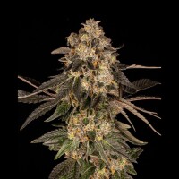 Cookies - Cherry Fritter - Apple Fritter X (Cherry Pie X Planet Purple) (Feminisiert) 3x Cannabis Samen