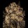Cookies - Cherry Fritter - Apple Fritter X (Cherry Pie X Planet Purple) (Feminisiert) 3x Cannabis Samen