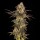 Cookies - Cherry Fritter - Apple Fritter X (Cherry Pie X Planet Purple) (Feminisiert) 3x Cannabis Samen