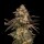 Cookies - Cherry Fritter - Apple Fritter X (Cherry Pie X Planet Purple) (Feminisiert) 3x Cannabis Samen
