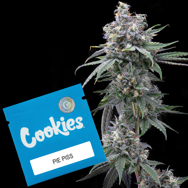 Cookies - Pie Piss - (San Diego Cat Piss X Moonbow) X (Cherry Pie X Planet Purple) (Feminisiert) 3x Cannabis Samen
